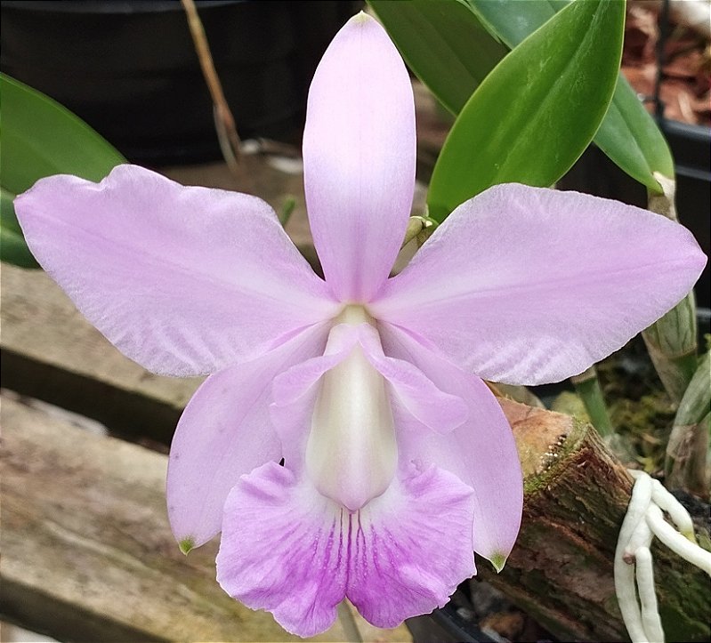 C. Walkeriana Pouso Alto x C. Walkeriana Puanani