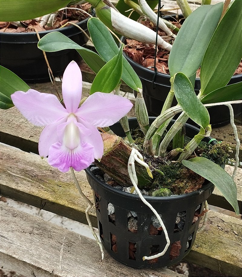 C. Walkeriana Pouso Alto x C. Walkeriana Puanani