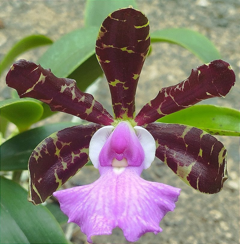 C. Aclandiae Albencens x C. Aclandiae Albencens (touceira)