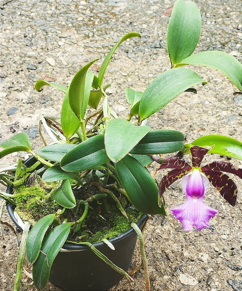 C. Aclandiae Albencens x C. Aclandiae Albencens (touceira)
