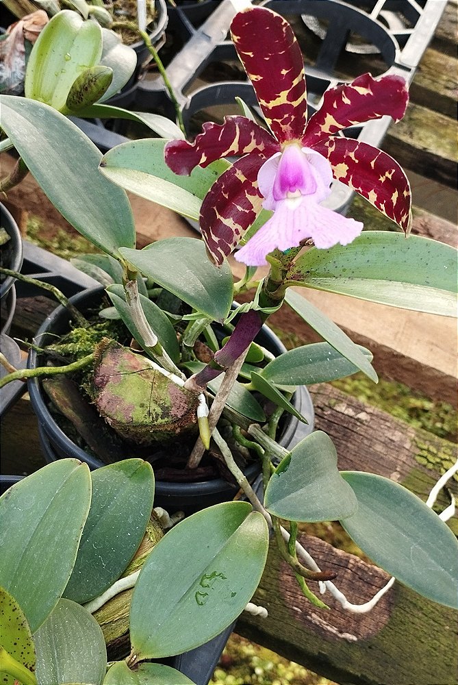 C. Aclandiae Albencens  x C. Aclandiae Albencens