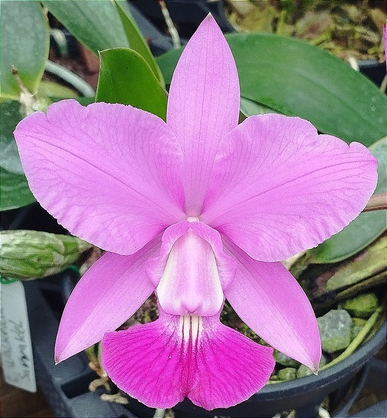 C. Walkeriana Saviakel
