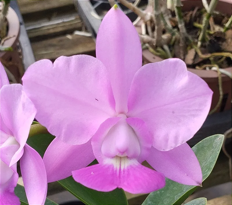 C. Walkeriana Saviakel