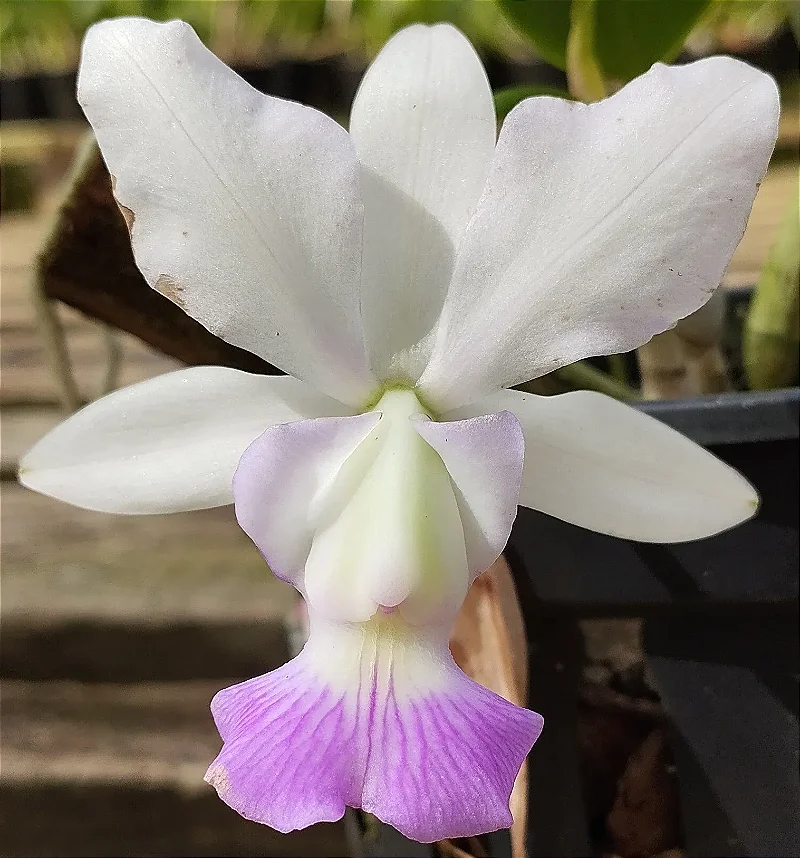 C. Walkeriana semi alba flameada