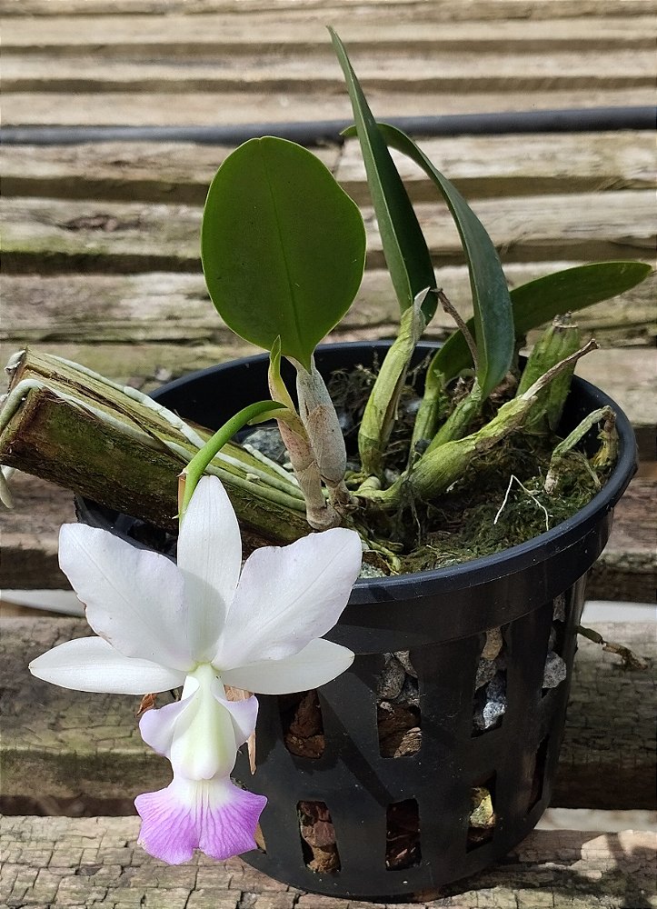 C. Walkeriana semi alba flameada