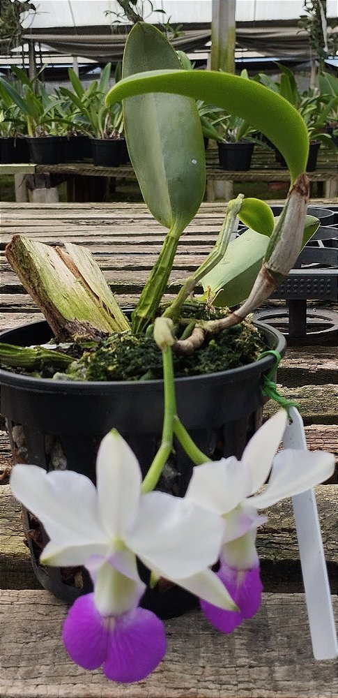 C. Walkeriana semi alba var. Tóquio