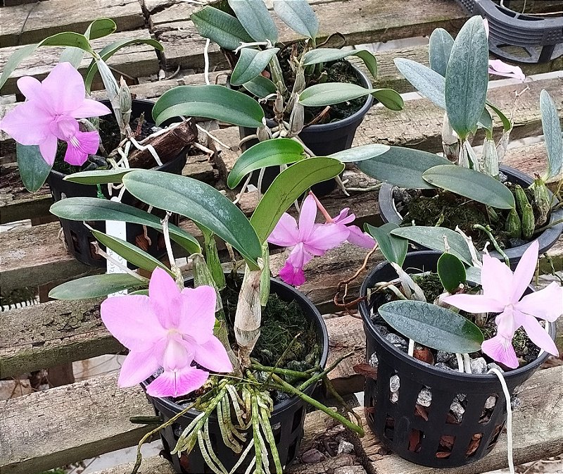 C. Walkeriana tipo
