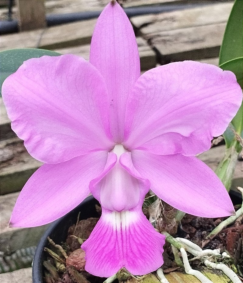 C. Walkeriana tipo "Ana Laura"