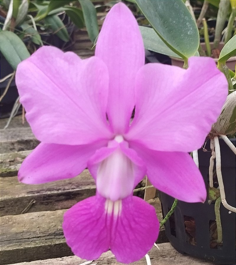 C. walkeriana tipo "Caliman''
