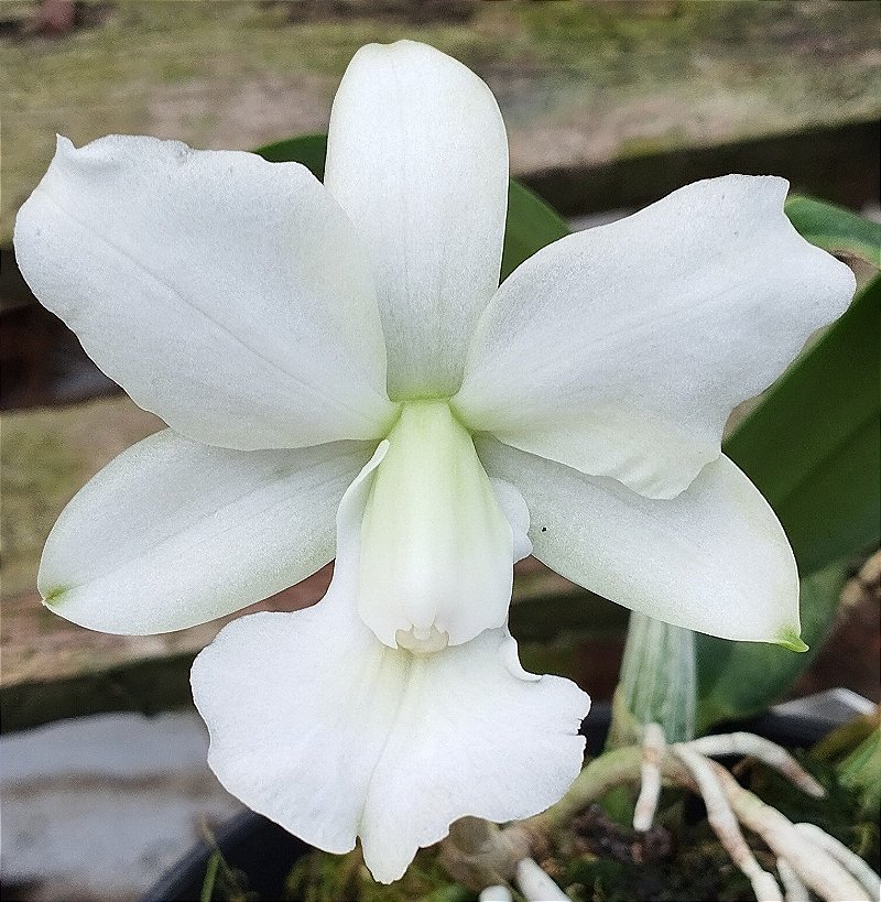 C. Walkeriana var. Alba