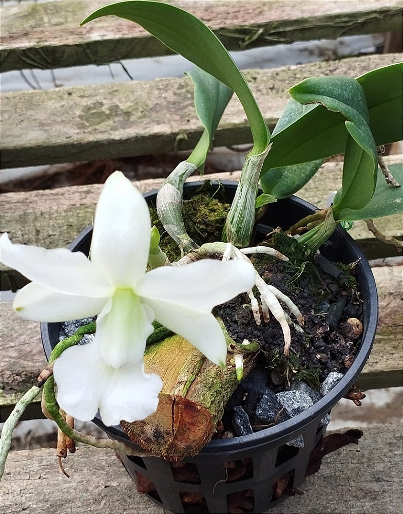 C. Walkeriana var. Alba