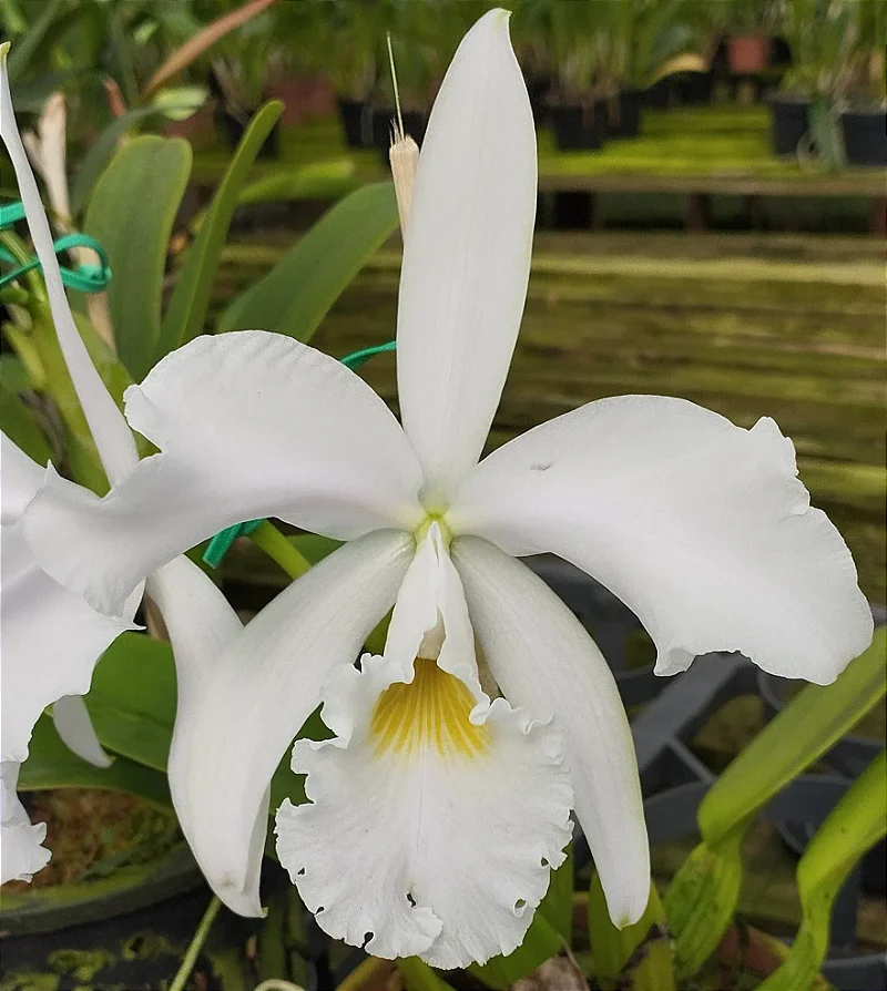 C. Warnerii Ricardo Bells x C. Warnerii Santa Teresa