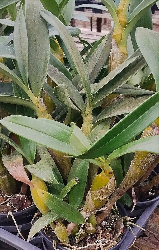 Dendrobium Chrysotoxum