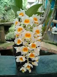 Dendrobium Densiflorum x Dendrobium Farmeri