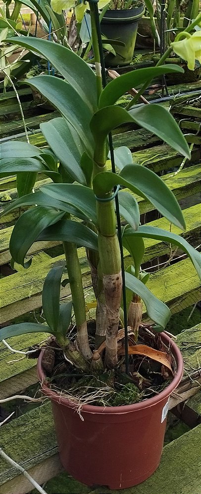 Denphal Verde Limão