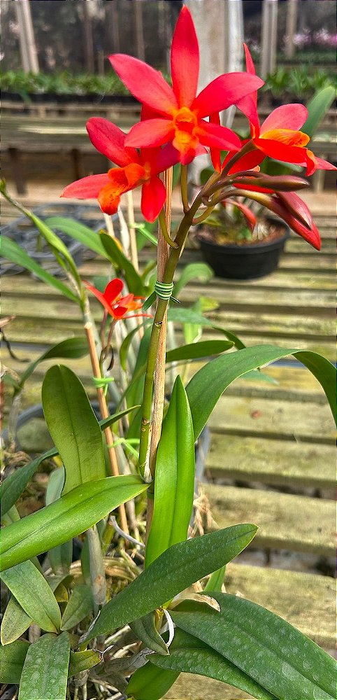 Ec. Orange Blaze