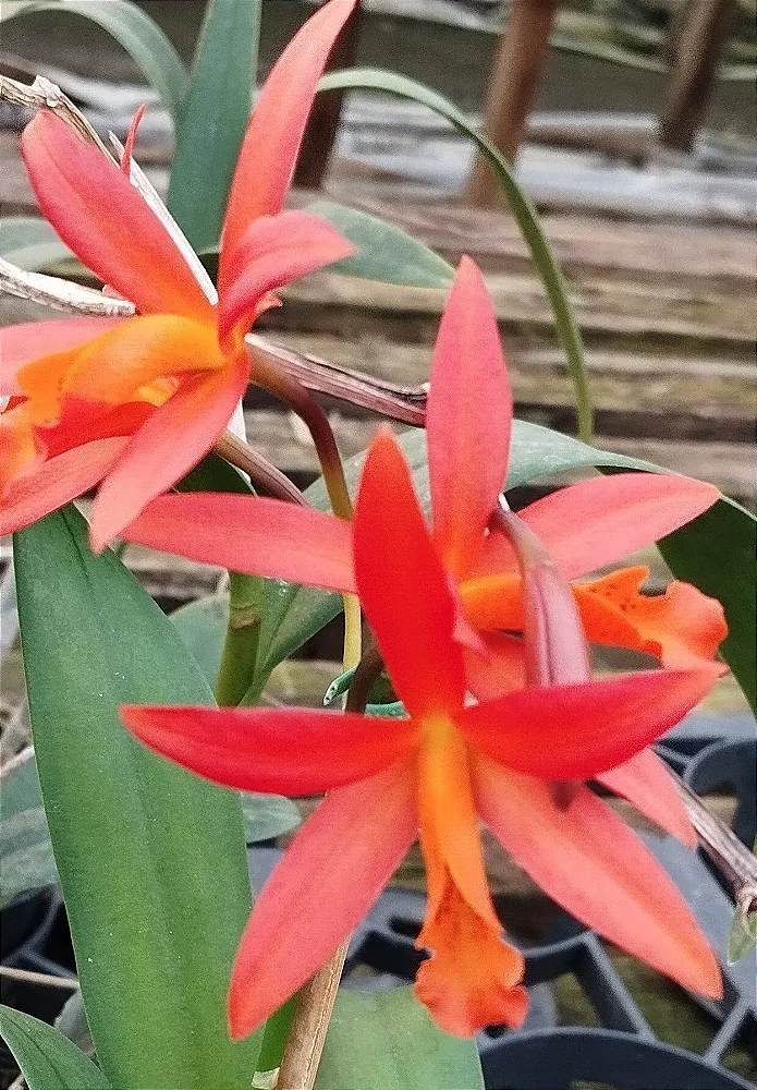 Ec. Orange Blaze