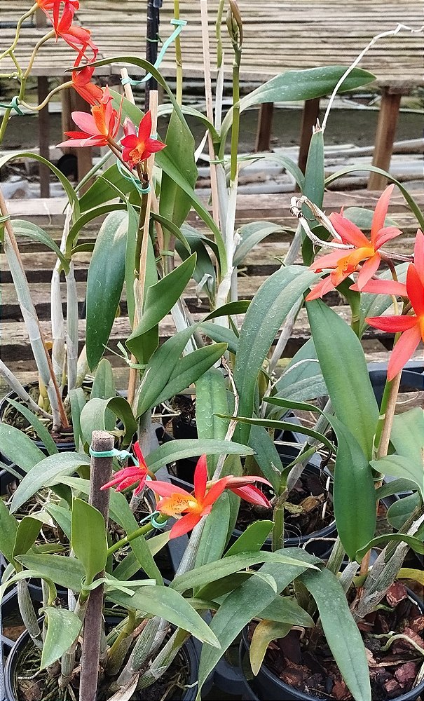 Ec. Orange Blaze