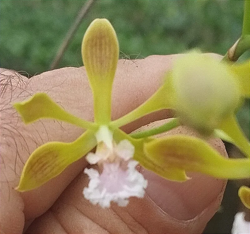 Enciclya spirictussantencis (toco)