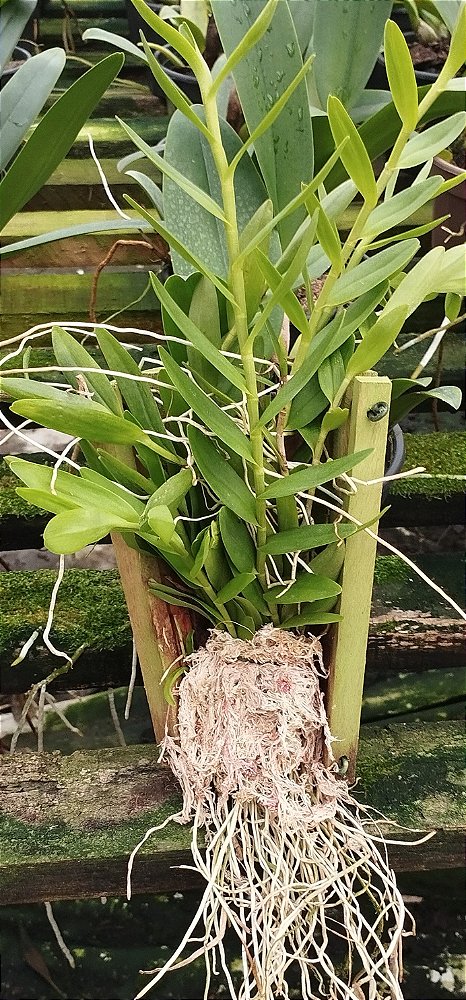 Epidendrum laranja