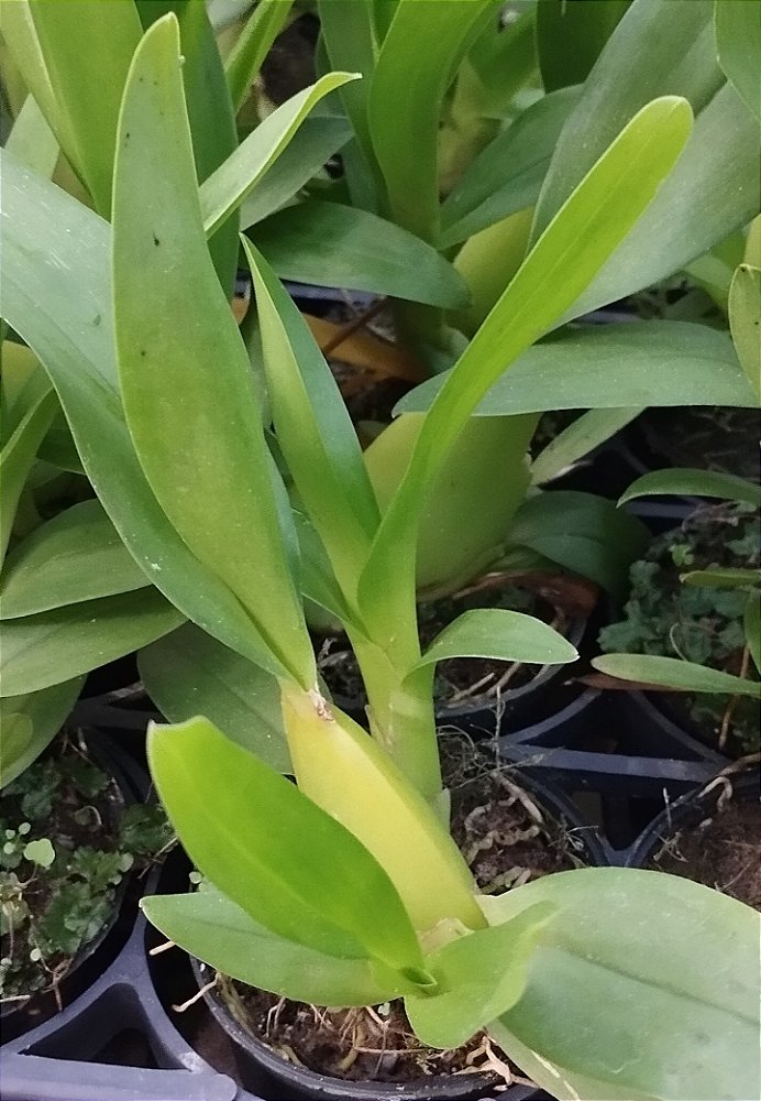 Oncidium Catatante (mudas)