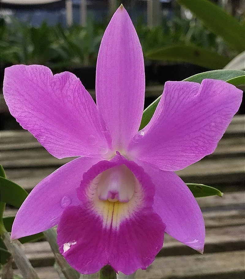 L. Praestans tipo x C. Walkeriana tipo (touceira)