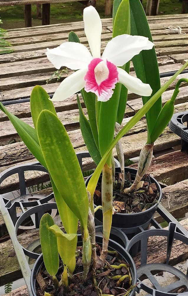 L. Purpurata Carnea