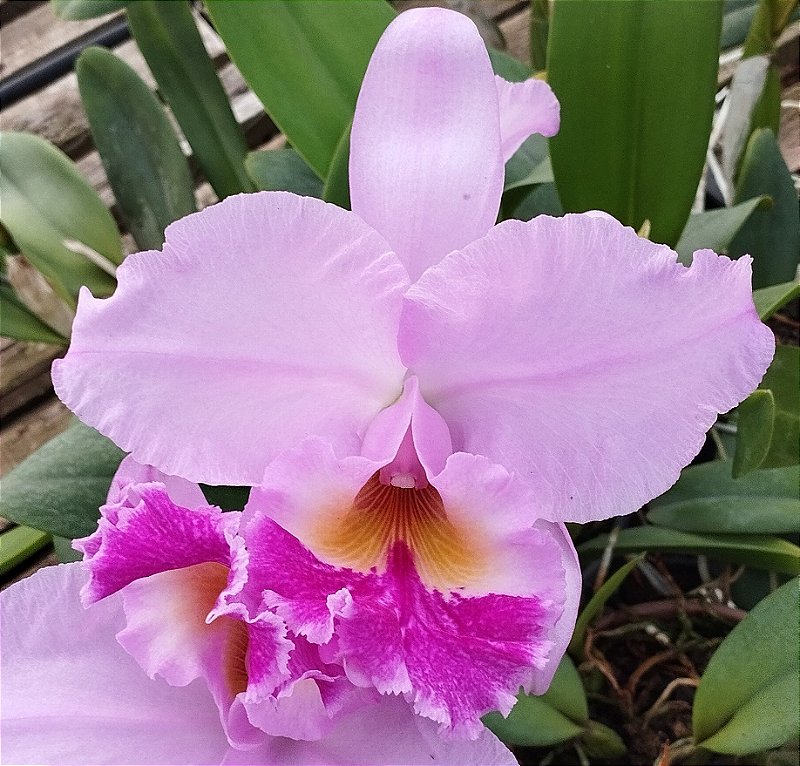 Lc. Beatriz Kunning