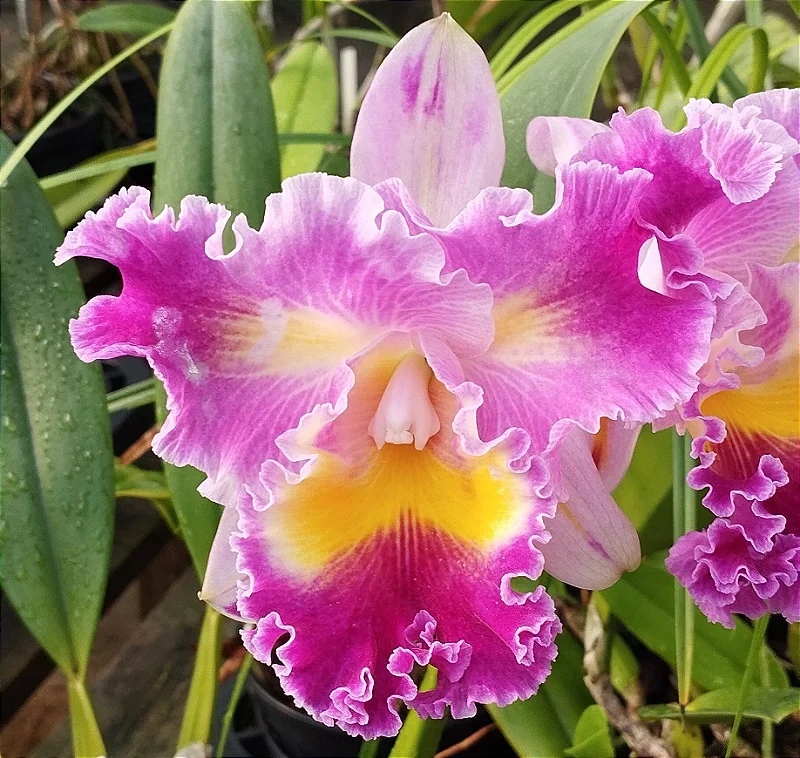 Lc. Colorama x Lc. Irene Finney