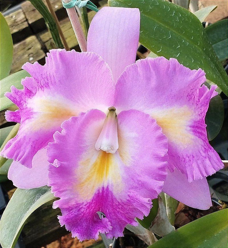 Lc. Platinum Sun