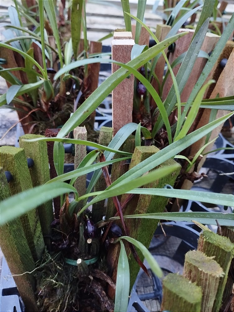 Maxillaria Schunkeana