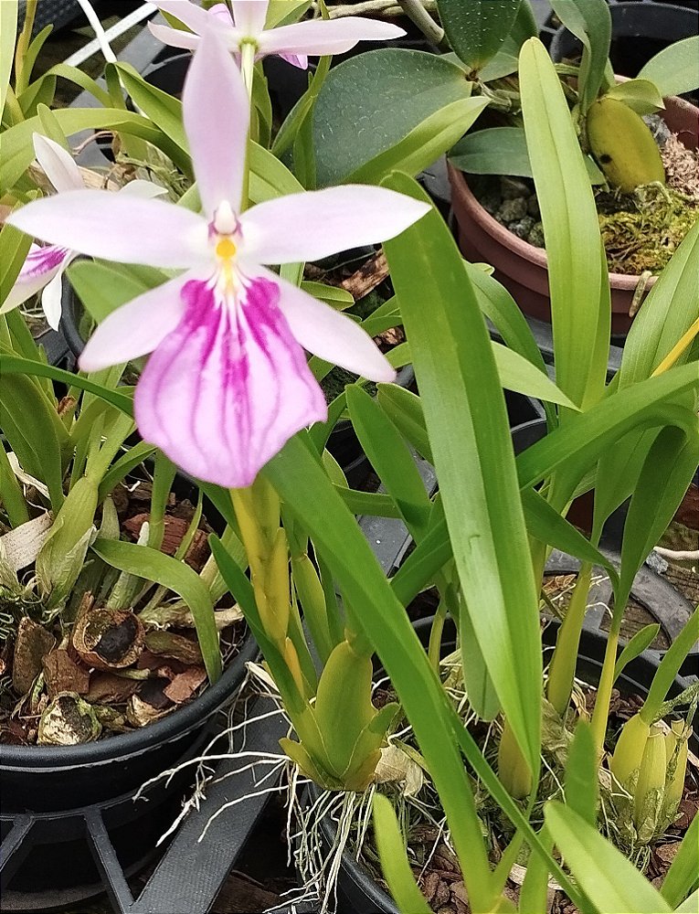 Miltônia Spectabilis