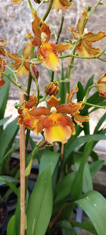 Oncidium catatante