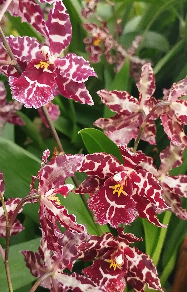 Oncidium Colmanara Vinho (mudas)