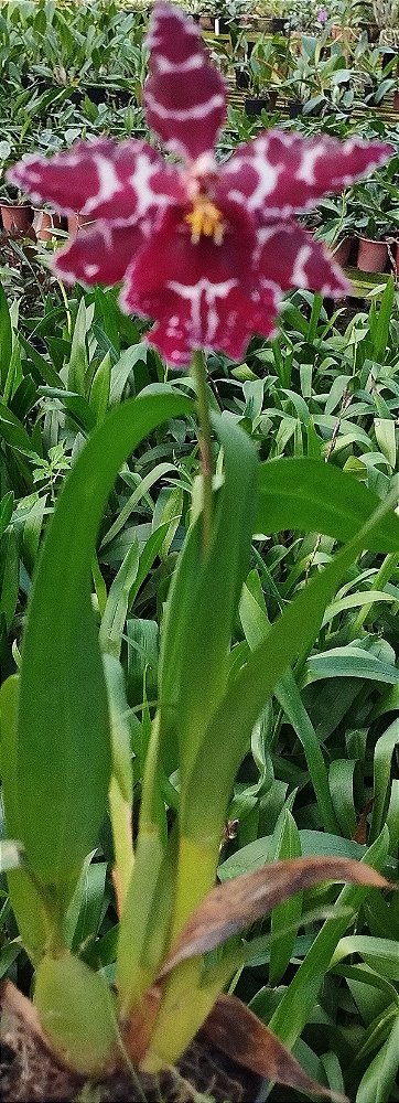 Oncidium Colmanara Vinho (mudas)