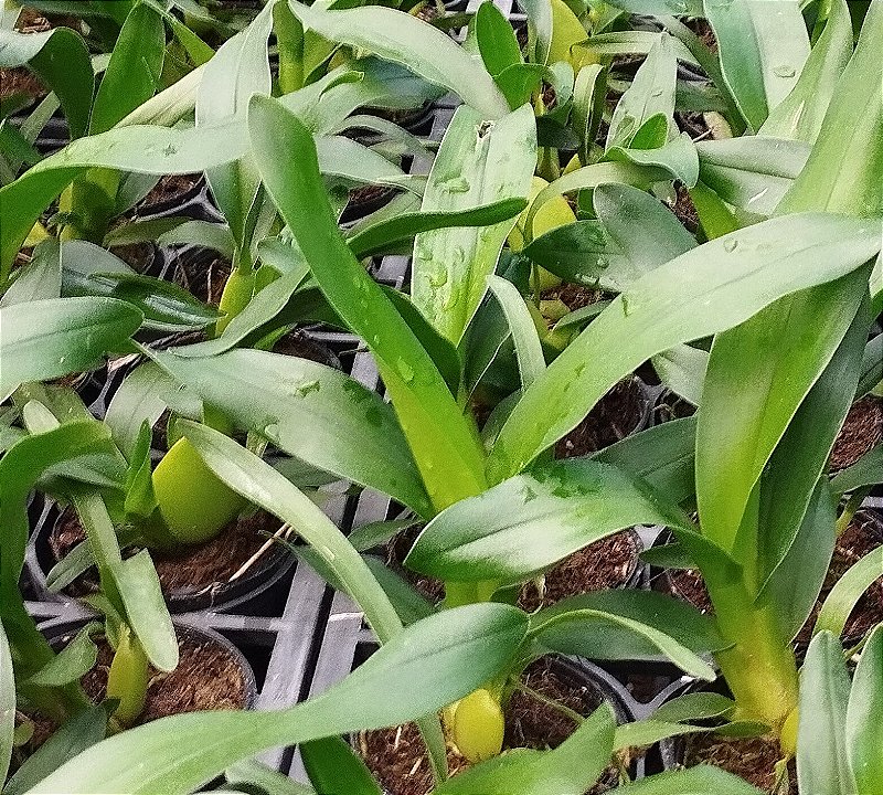 Oncidium Volcano Hula Halai (mudas)