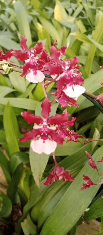 Oncidium Sherribaby (Chocolate)