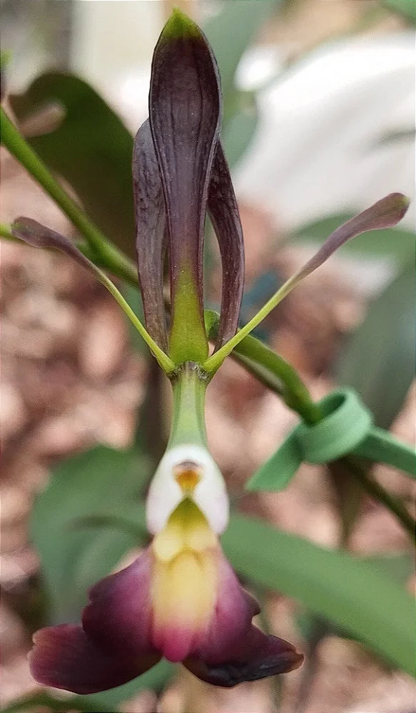 Epidendrum Melanoporphyreum Negro (mudas)