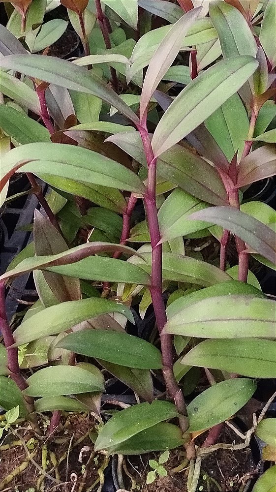Epidendrum Melanoporphyreum Negro (mudas)