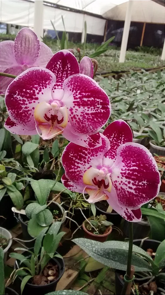 Phalaenopsis Vancini