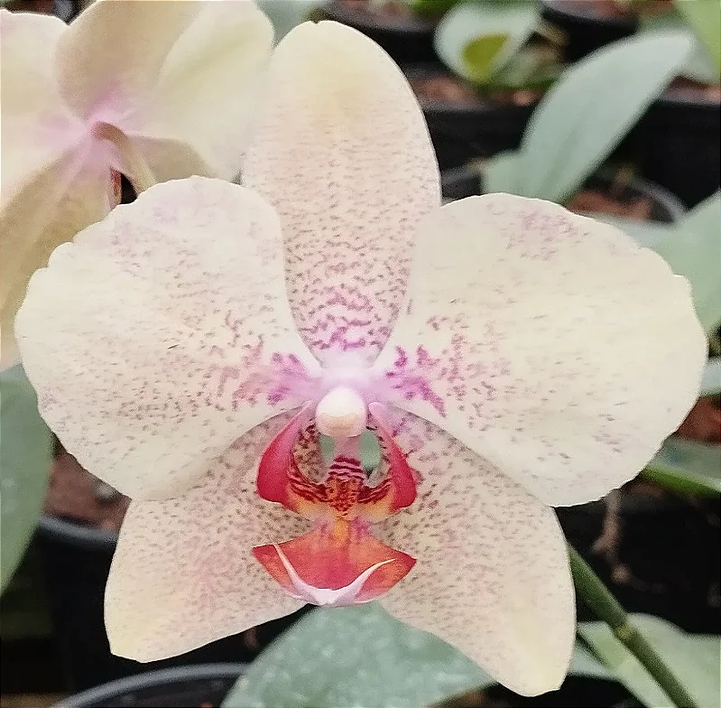 Phalaenopsis Matriz 13