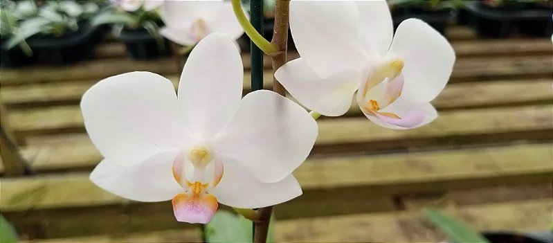Doritaenopsis Alba