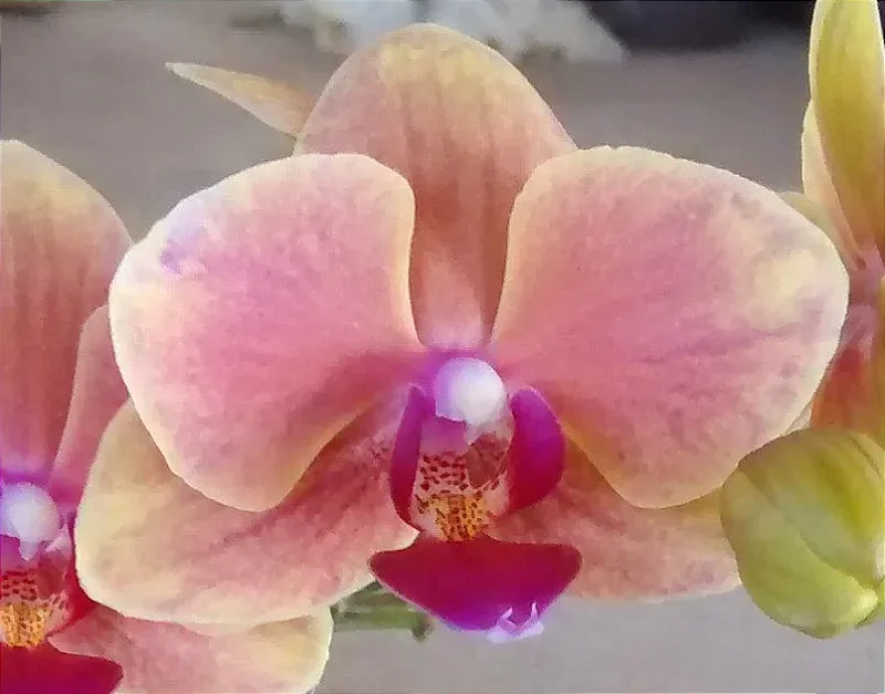 Phalaenopsis Matriz 33