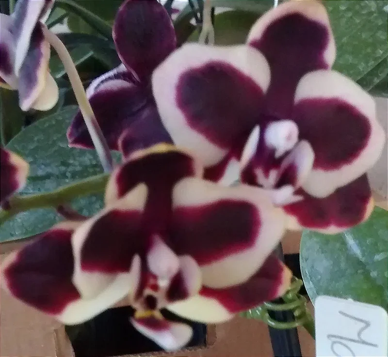 Phalaenopsis Matriz 41 - Cinéia