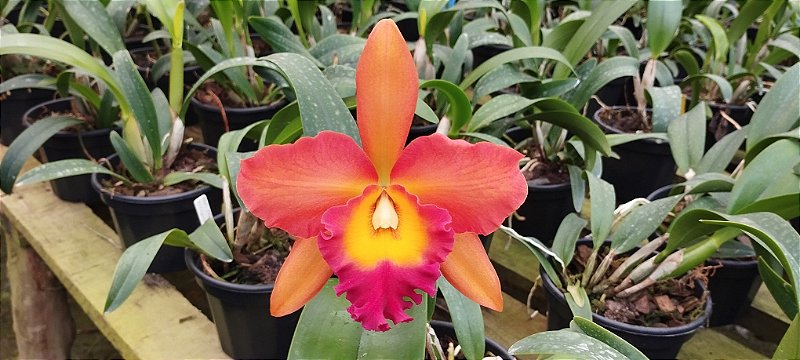 Pot. Helga Margareth Gray
