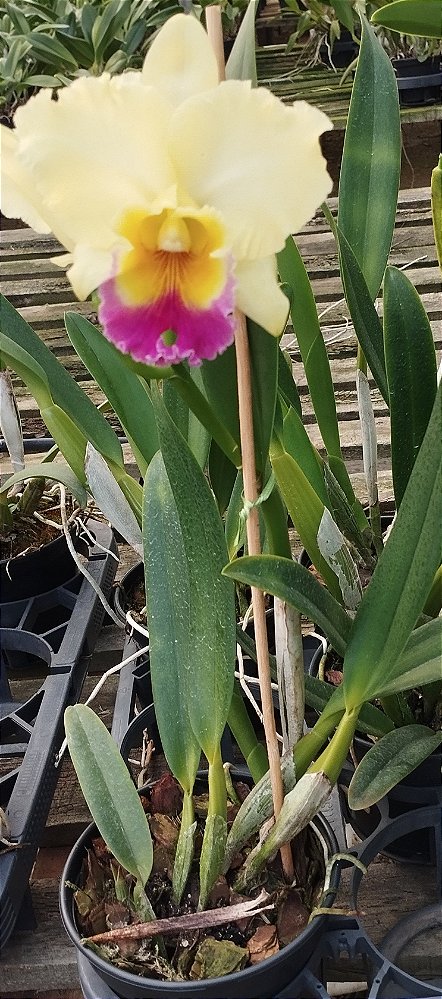 Blc. Goldenzelle Taida