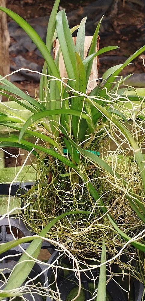 Rodriguezia lanceolata