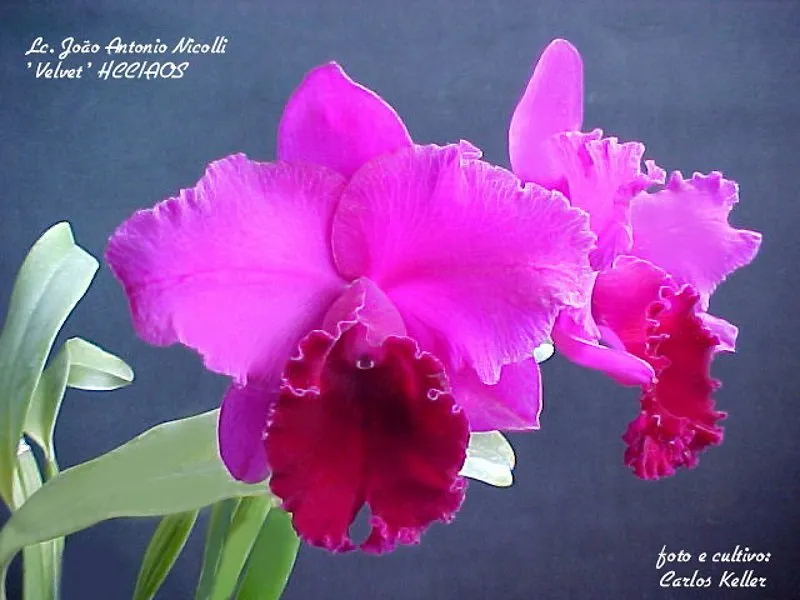 Blc. João Antoni Nicoli (mudas)