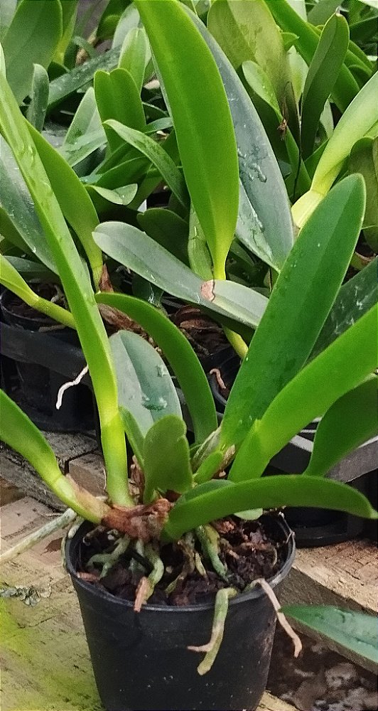Blc. João Antoni Nicoli (mudas)
