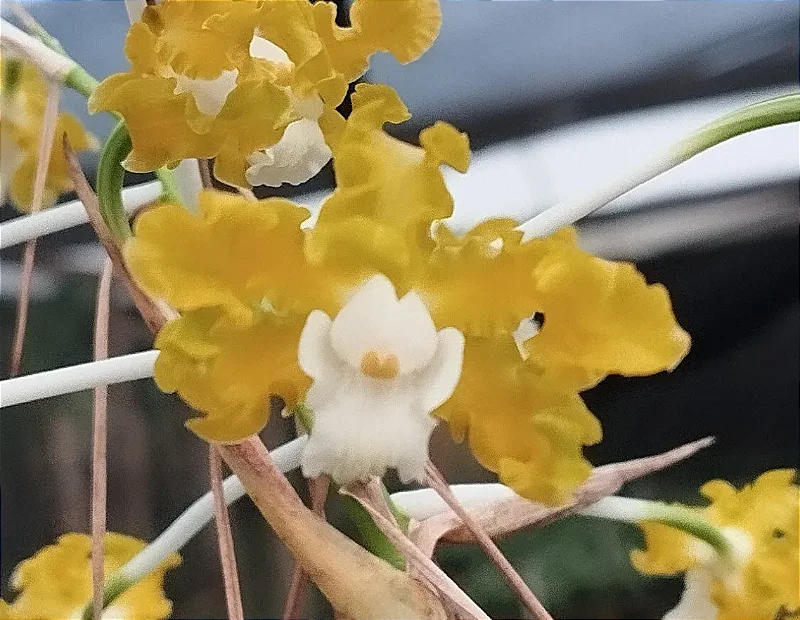 Schomburgkia Crispa Alba